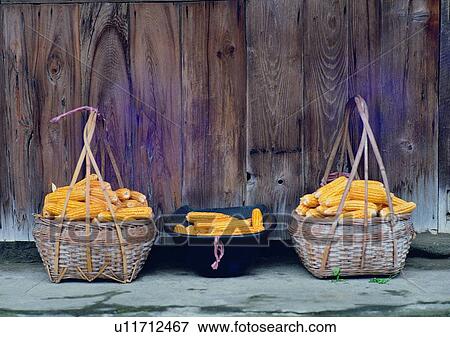 Stock Photo - plant, outdoor, vegetable, sweet corn, basket, corridor. Fotosearch