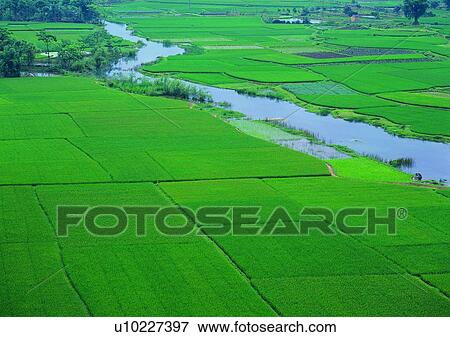 river, field, farm, paddy rice, countryside, village View Large Photo Image Stock Photo - river, field, farm, paddy rice, countryside, village. Fotosearch
