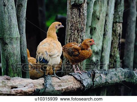 Stock Photo - rooster, outdoor, chicken, leaf, tree, animal. Fotosearch
