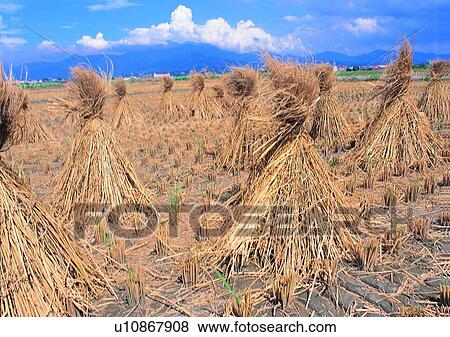 Stock Photo - sky, outdoor, haystack, plant, village, cloud, field. Fotosearch