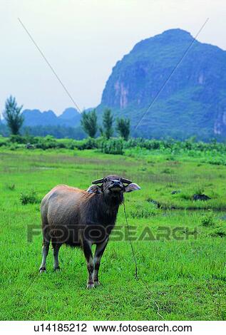 tree, mountain, outdoor, domestic cattle, village, grass View Large Photo Image Stock Image - tree, mountain, outdoor, domestic cattle, village, grass. Fotosearch