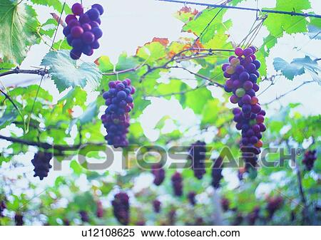 Stock Photography - vegetable, grapes, plant, outdoor, fruit, purple. Fotosearch