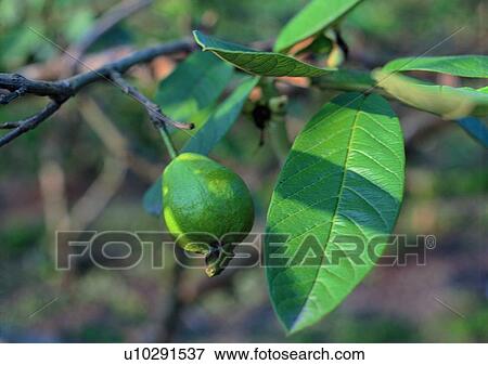 Stock Photo - vegetable, outdoor, plant, fruit. Fotosearch