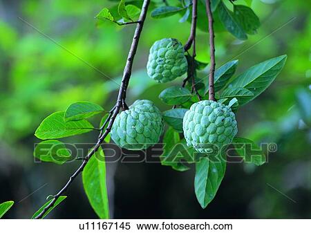 Stock Photography - vegetable, plant, outdoor, fruit. Fotosearch