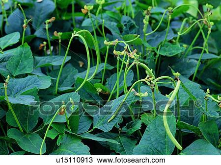 Stock Image - vegetable, plant, outdoor, pea. Fotosearch