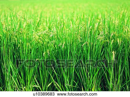 Stock Image - village, field, outdoor, countryside, plant, paddy rice. Fotosearch