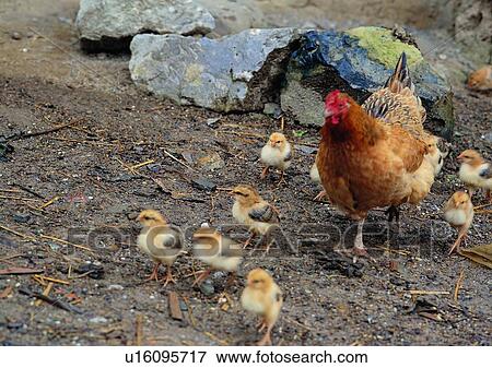 Stock Photo - village, outdoor, rock, rooster, chicken, animal. Fotosearch