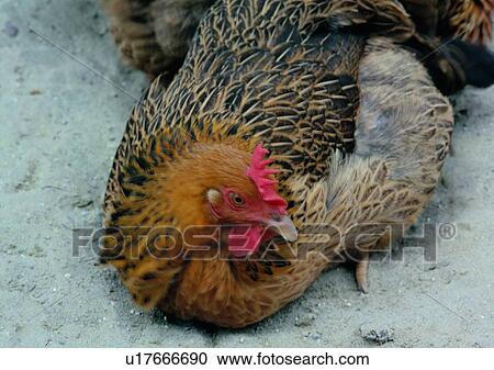 Stock Image - village, outdoor, sandlot, rooster, chicken, animal. Fotosearch