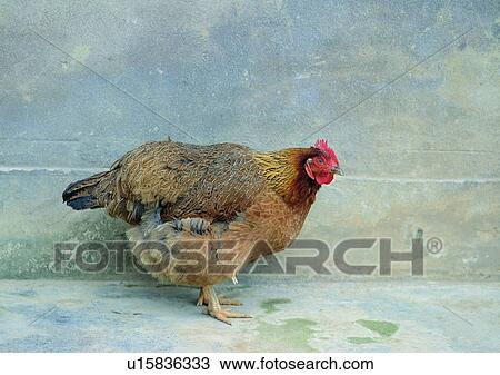 village, outdoor, wall, rooster, chicken, animal View Large Photo Image Stock Image - village, outdoor, wall, rooster, chicken, animal. Fotosearch