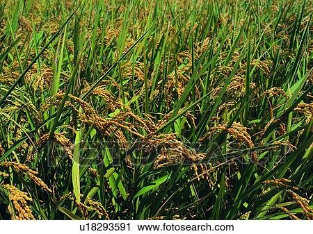 Stock Image - village, paddy rice, field, plant, farm, outdoor. Fotosearch