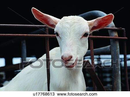 Stock Image - village, railings, outdoor, farm, animal, sheep house. Fotosearch