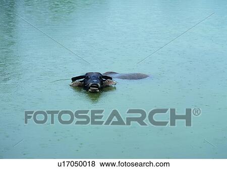 village, rain drop, farm, outdoor, domestic cattle, lake View Large Photo Image Stock Photo - village, rain drop, farm, outdoor, domestic cattle, lake. Fotosearch