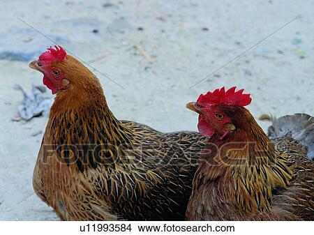 village, sandlot, rooster, outdoor, animal, chicken, farm View Large Photo Image Picture - village, sandlot, rooster, outdoor, animal, chicken, farm. Fotosearch