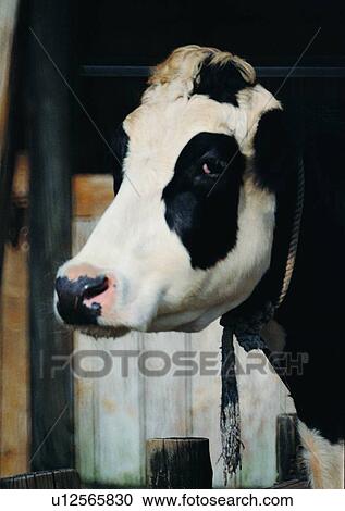 Stock Image - wood house, rope, village, cow, farm. Fotosearch