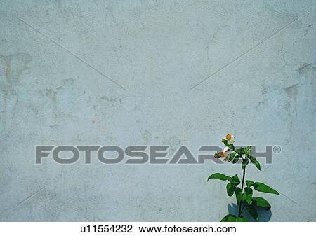 outdoor, rock, wall, stone, plant View Large Photo Image Stock Image - outdoor, rock, wall, stone, plant. Fotosearch