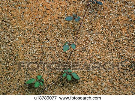 rock, stone, plant, wall, outdoor, vine View Large Photo Image Stock Photo - rock, stone, plant, wall, outdoor, vine. Fotosearch