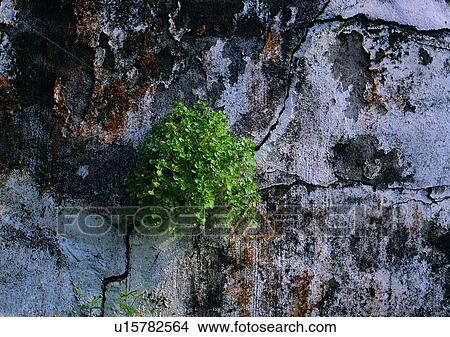rock, stone, wall, outdoor, plant View Large Photo Image Picture - rock, stone, wall, outdoor, plant. Fotosearch
