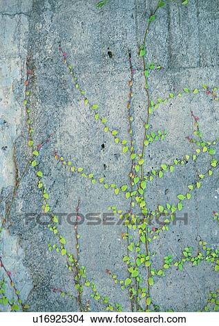 Picture - rock, stone, wall, outdoor, plant, vine. Fotosearch