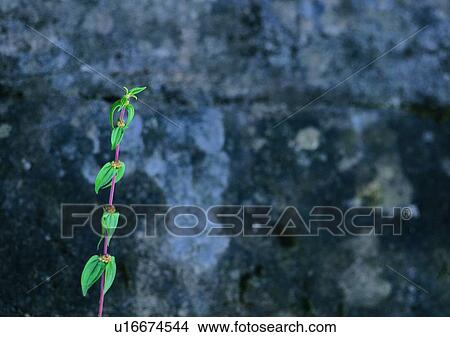 rock, vine, plant, wall, outdoor, stone View Large Photo Image Picture - rock, vine, plant, wall, outdoor, stone. Fotosearch