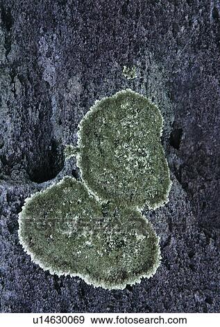 stone, rock, wall, outdoor View Large Photo Image Stock Photo - stone, rock, wall, outdoor. Fotosearch