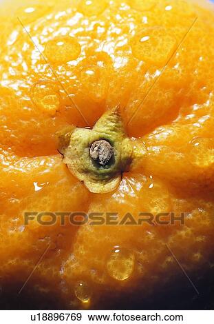 orange, drop, close-up, water, fruit View Large Photo Image Stock Photo - orange, drop, close-up, water, fruit. Fotosearch