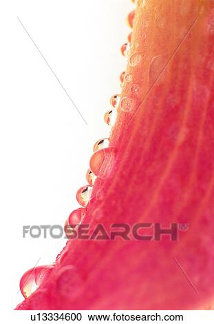 red, water, drop, orange View Large Photo Image Stock Image - red, water, drop, orange. Fotosearch