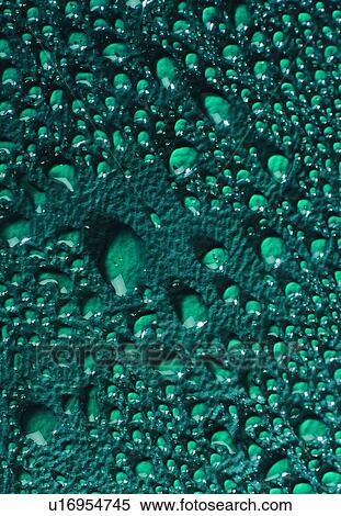 water, drop, green View Large Photo Image Stock Photography - water, drop, green. Fotosearch