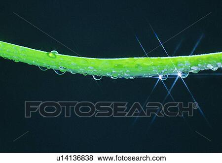 Stock Photo - water, drop, stem. Fotosearch