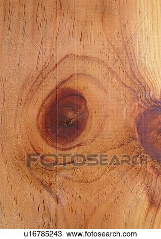 Beige, Circle, Close-Up, Concentric Circle, Cross Section View Large Photo Image Stock Image - Beige, Circle, Close-Up, Concentric Circle, Cross Section. Fotosearch