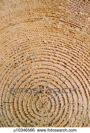 Brown, Circle, Close-Up, Concentric Circle, Cross Section View Large Photo Image Stock Photograph - Brown, Circle, Close-Up, Concentric Circle, Cross Section. Fotosearch