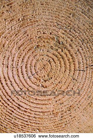 Brown, Circle, Close-Up, Concentric Circle, Cross Section View Large Photo Image Stock Photograph - Brown, Circle, Close-Up, Concentric Circle, Cross Section. Fotosearch