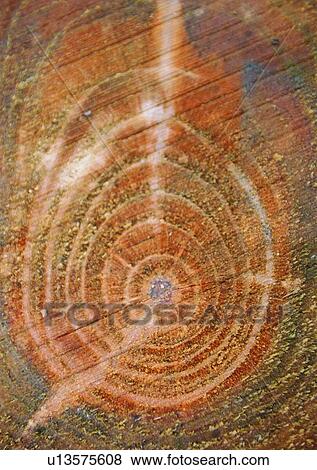 Circle, Brown, Close-Up, Indoor, Tree Ring View Large Photo Image Stock Photo - Circle, Brown, Close-Up, Indoor, Tree Ring. Fotosearch