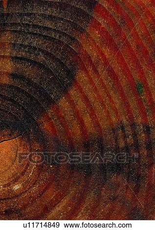 Close-Up, Brown, Wood Grains, Natural Pattern, Cross Section, Circle View Large Photo Image Stock Photo - Close-Up, Brown, Wood Grains, Natural Pattern, Cross Section, Circle. Fotosearch