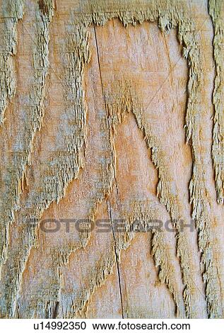 Close-Up, Cracked, Full Frame, Grain, Indoor View Large Photo Image Stock Image - Close-Up, Cracked, Full Frame, Grain, Indoor. Fotosearch