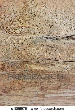 Close-Up, Cracked, Wood Grain, Grain View Large Photo Image Stock Image - Close-Up, Cracked, Wood Grain, Grain. Fotosearch