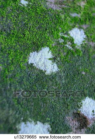 Close-Up, Full Frame, Grain, Indoor, Moss View Large Photo Image Stock Photography - Close-Up, Full Frame, Grain, Indoor, Moss. Fotosearch