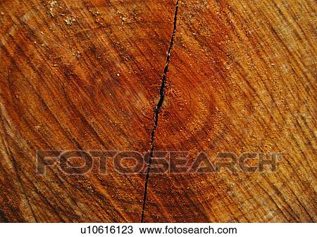 Stock Image - Concentric Circle, Circle, Cross Section, Indoor, Close-Up, Wood Grains. Fotosearch