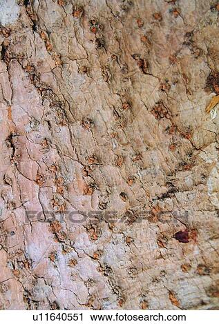 Full Frame, Brown, Close-Up, Natural Pattern, Nature, Indoor View Large Photo Image Stock Image - Full Frame, Brown, Close-Up, Natural Pattern, Nature, Indoor. Fotosearch