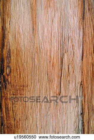 Grain, Wood Grains, Full Frame, Natural Pattern View Large Photo Image Stock Image - Grain, Wood Grains, Full Frame, Natural Pattern. Fotosearch
