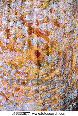 Stock Photo - Indoor, Grain, Concentric Circle, Nature, Pattern. Fotosearch