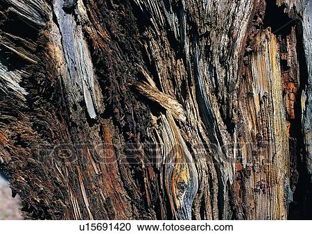 Indoor, Wood Grain, Ridge, Close-Up, Brown View Large Photo Image Stock Image - Indoor, Wood Grain, Ridge, Close-Up, Brown. Fotosearch
