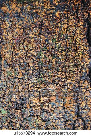 Picture - Natural Pattern, Wood Grains, Rugged, Wood Grain, Indoor, Grain. Fotosearch