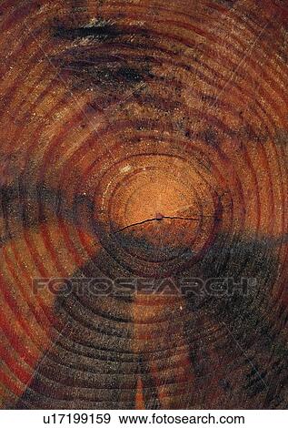 Stock Photo - Nature, Grain, Circle, Brown, Natural Pattern, Wood Grains. Fotosearch