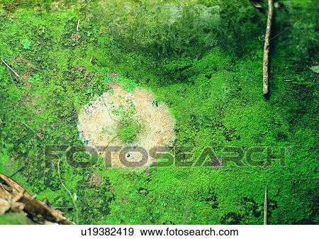 Nature, Green, Circle, Indoor, Wood Grains, Close-Up View Large Photo Image Stock Photo - Nature, Green, Circle, Indoor, Wood Grains, Close-Up. Fotosearch