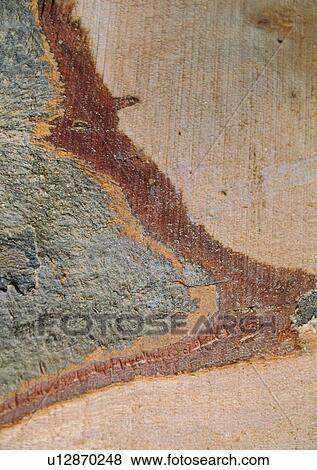 Stock Photo - Pattern, Wood, Wood Grain, Nature. Fotosearch