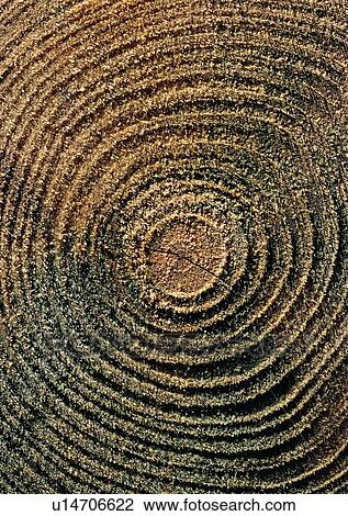 Wood Grain, Indoor, Wood Grains, Circle, Close-Up View Large Photo Image Stock Image - Wood Grain, Indoor, Wood Grains, Circle, Close-Up. Fotosearch