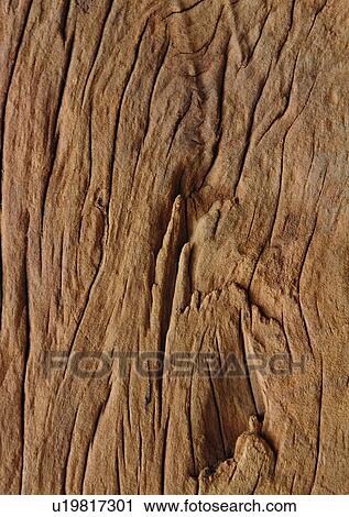 Stock Image - Wood Grains, Natural Pattern, Close-Up, Grain, Wood Grain. Fotosearch