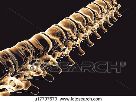 back bone, black, array View Large Photo Image Stock Photo - back bone, black, array. Fotosearch