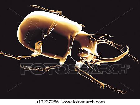beetle, black, black background View Large Photo Image Stock Photograph - beetle, black, black background. Fotosearch