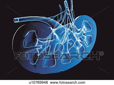 black background, anatomy, x-translucent, model, illusionary View Large Photo Image Stock Photo - black background, anatomy, x-translucent, model, illusionary. Fotosearch